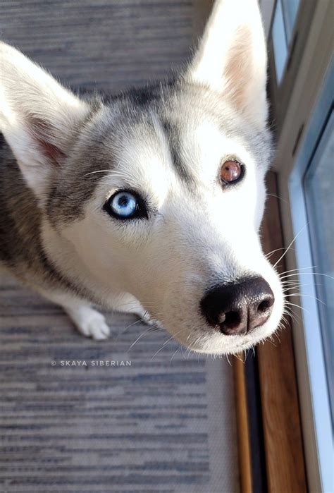 A Husky Dog With Blue Eyes Looks Up At The Camera While Standing In