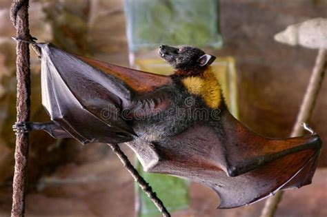 Malayan Flying Fox Bat Stock Image Image Of Exotic Black 9503131