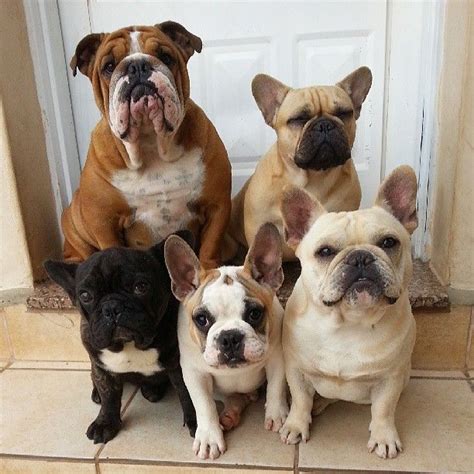The english bulldog is a breed on the other hand, french bulldogs were the result in the 1800s of a cross between bulldog ancestors imported from england and local ratters in paris. 1000+ images about Must Love Dogs on Pinterest | Best dogs ...