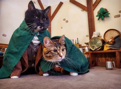 These Cosplaying Cats Are All The Halloween Costume Inspiration You