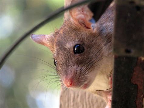 What Is A Roof Rat And Is It A Concern World Class Wildlife Removal