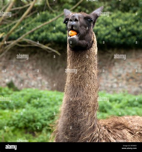 Male Llama Eating A Carrot Stock Photo Alamy