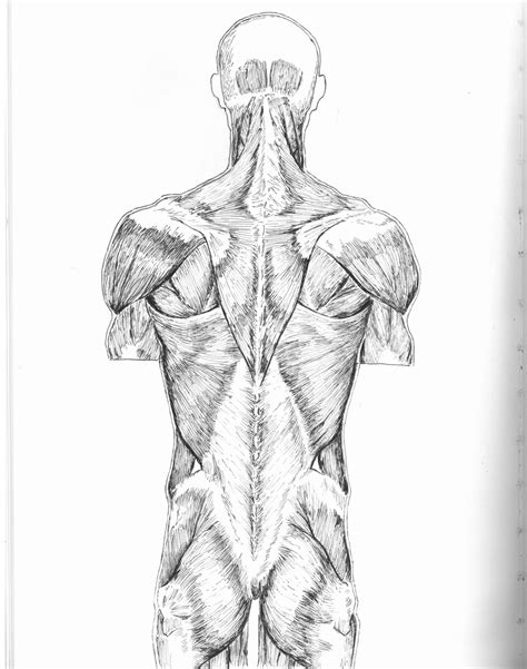 Artstation 2013 Anatomy Study Back Muscles