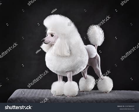 233 Lion White Poodles Images Stock Photos And Vectors Shutterstock