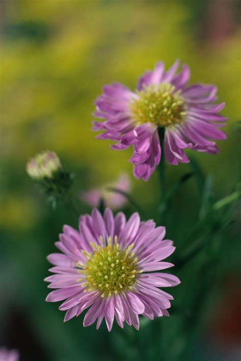Solanine is a toxic substance that is produced naturally in potatoes and other plants to aid in resistance of insects and animals. Are Asters Poisonous to Dogs? | eHow