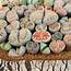 Lithops Are Living Stones That Look Like Beautifully Marked Pebbles