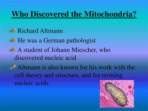 Ppt Mitochondria Powerpoint Presentation Free Download Id2369112