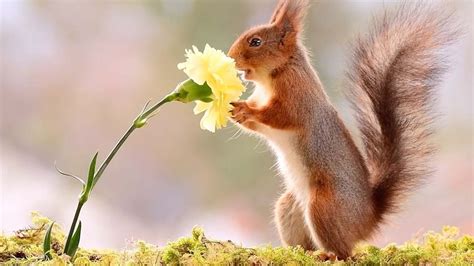 Squirrels Playing With Flowers Youtube