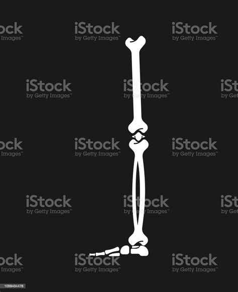 Leg Bone Skeleton Anatomy Human Skeletal System Cross Section Vector