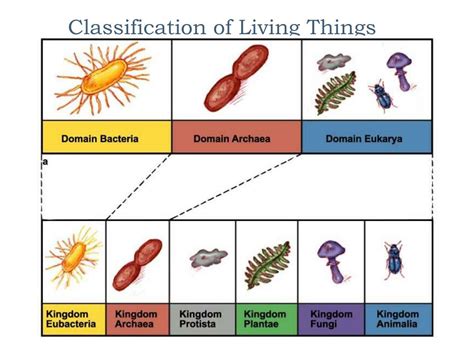Ppt Classification Of Living Things Powerpoint Presentation Free Download Id 3139947