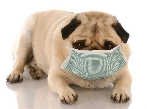 Sick Dog Stock Photo Image Of Mask Immune Brown Dust 10980120