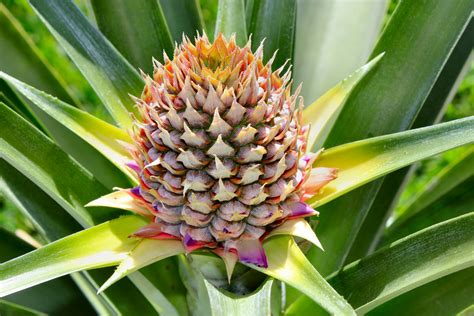 Pineapple Update A Harvest Tale Inside Nanabreads Head