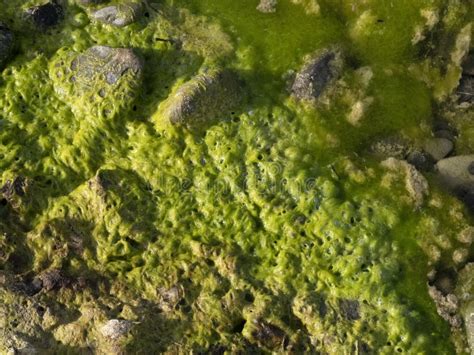 River Green Algae On Rocks Stock Image Image Of Swamp 248473149