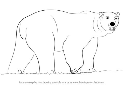 How to draw a polar bear easy. Step by Step How to Draw a Polar Bear ...
