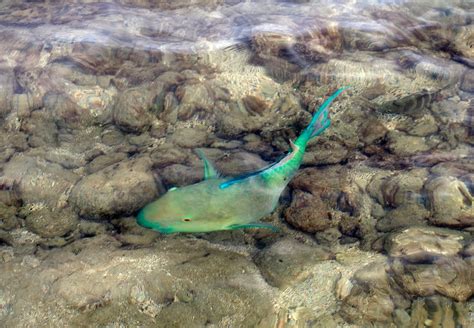 Hanaumabayfish Fish About 3 Feet From Beach At Hanauma Bay Flickr
