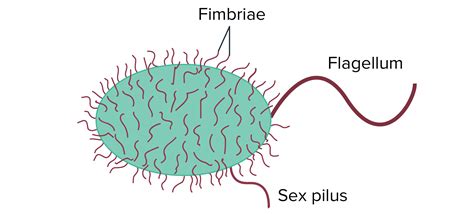 Fimbriae — fimbria cette page d'homonymie répertorie les différents sujets et articles partageant un même nom. What Is A Function Of A Bacterium S Capsule - slidesharefile