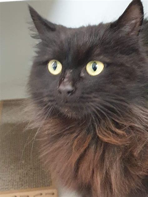 Eily Female Domestic Long Hair Cat In VIC PetRescue