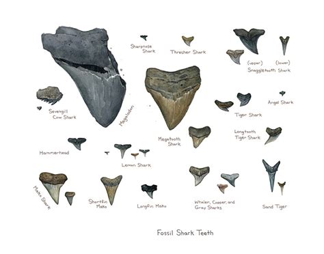 Amelia Shark Tooth Adventures - Home