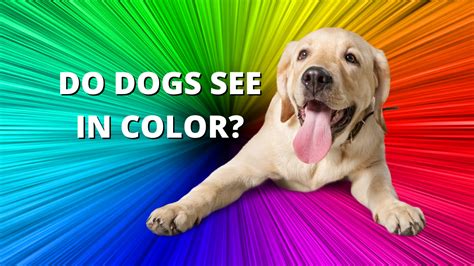 What Colors Do Puppies See