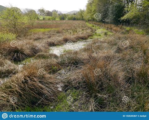 Marshy And Grassy Area Stock Image Image Of Grass Pasture 152635367