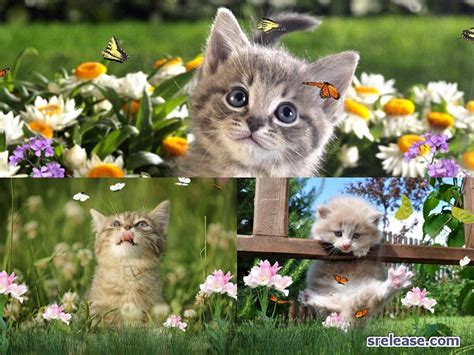 47 Animated Cat Wallpaper For Desktop On Wallpapersafari