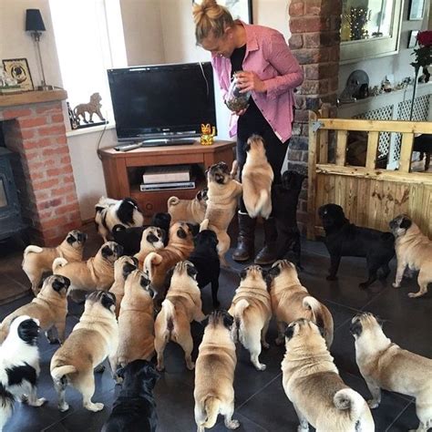 Dog Lover Who Beat Cancer With Help Of 32 Pug Dogs Says Dying Wasnt