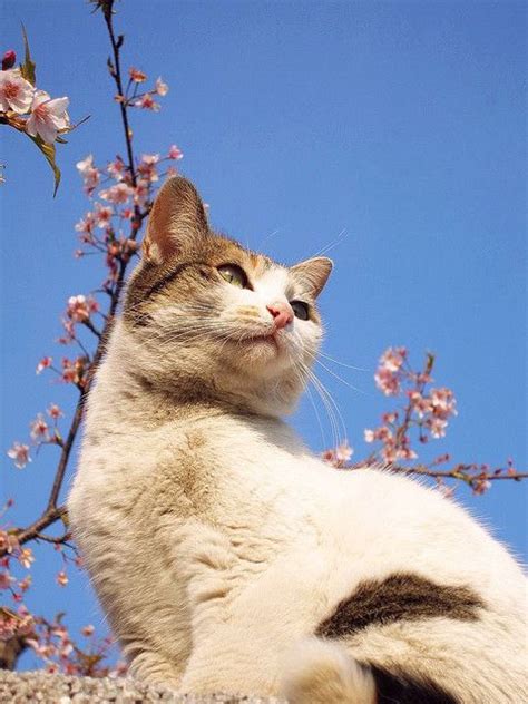 Sakura Cat Returns ねこ 可愛い 猫