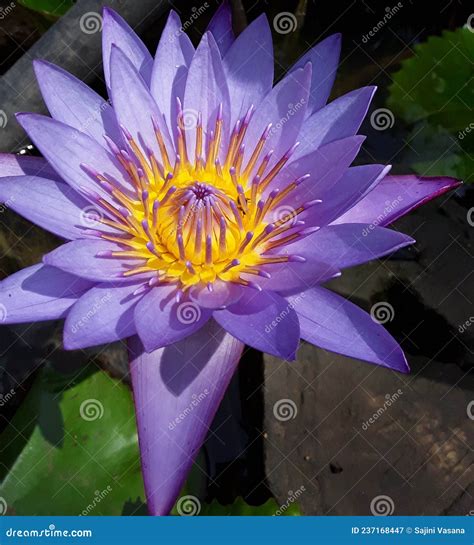 Nil Manel Or Blue Water Lily Sri Lanka National Flower Stock Image