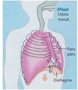 Disini, otot yang terlibat adalah otot antartulang rusuk. Welcome!: Mekanisme Pernapasan