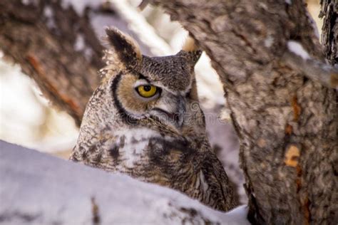 Great Horned Owl In Snow Covered Tree Stock Photo Image Of Nocturnal