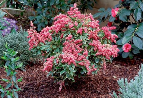 Pieris Japonica Polar Passion Passion Frost Evergreen Lily Of The Valley Shrub Special