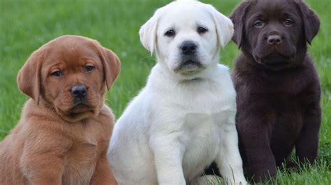 Rüyada Köpek Görmek - Medyum Beşir Hoca