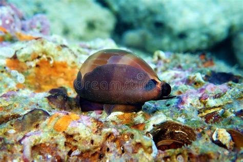 Mediterranean Sea Snail Shell Mollusk Luria Lurida Stock Image