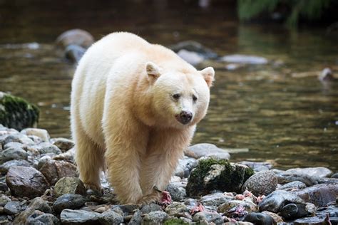 Spirit Bears In British Columbia Kodiak Brown Bear Alaskan Brown