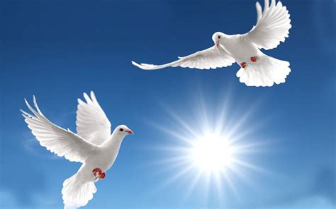 Whatsapp profile display picture (dp) downloader apps. Pigeon Wallpapers, Pigeon Free Desktop Backgrounds 1920 ...