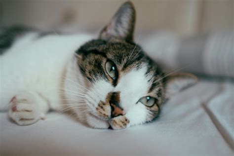 Close Up Photo Of Cat Lying Down · Free Stock Photo