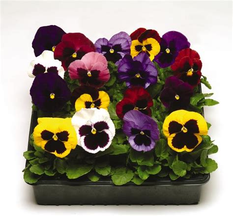 Pansy Viola X Wittrockiana Matrix Blotch Mix Lucas Greenhouses