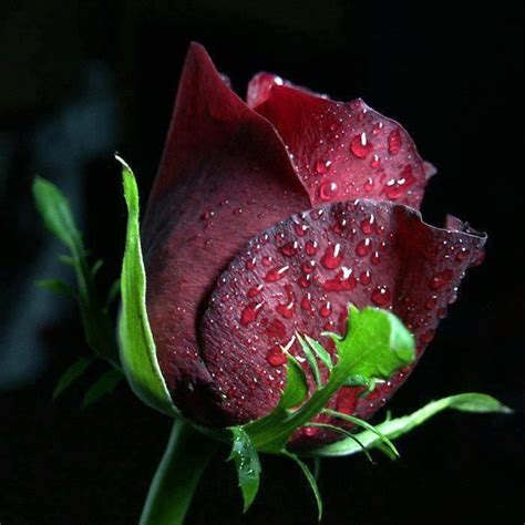 Roses With Dew Drops Rose With Dew Drops Flower Petals Red Flowers
