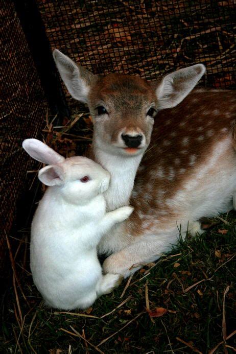 12 Unlikely Animal Friends