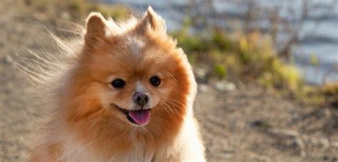 The best dog food for small dogs july 2021. The 7 Best Small Breed Dog Foods  2021 Reviews 