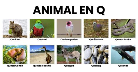 Animal En Q La Liste Des Animaux Commençant Par Q