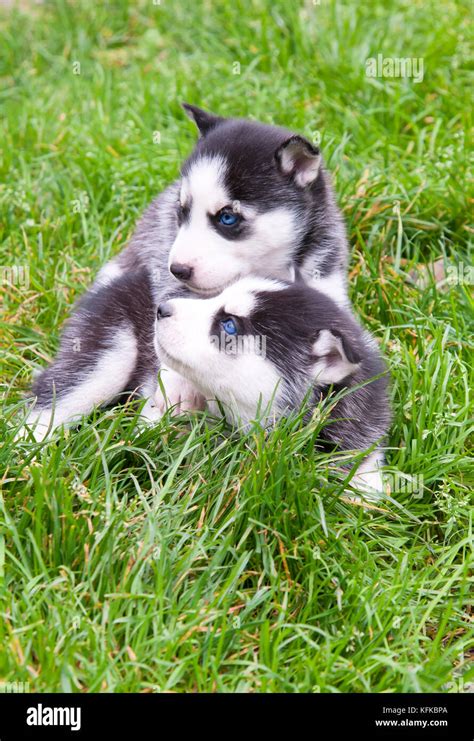 Two Lovely Charming Puppies Of Laika Breed Is Sitting On Green Grass