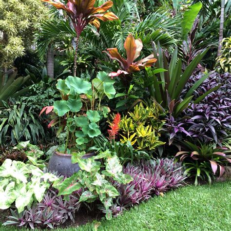 Contrasting Form And Colour Gives Every Plant Visual Interest Tropical