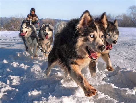Siberian Husky Sled Dogs Rpics
