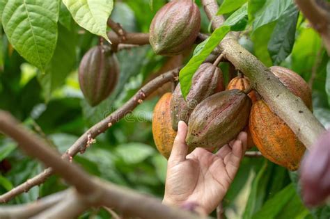 Cacao Fruit Fresh Cocoa Pod In Hands Cocoa Pod On Tree Stock Photo
