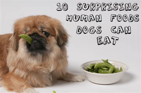 Can humans eat dog food? 10 surprising human foods dogs can eat | Foods dogs can ...