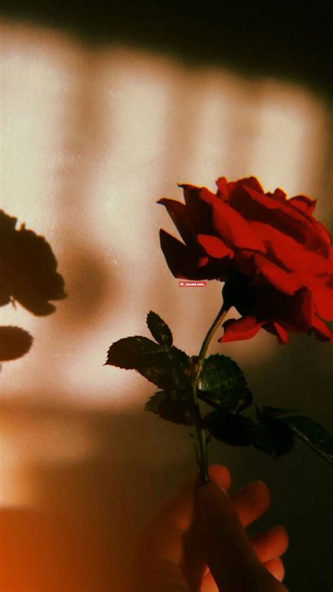 Red Rose Aesthetic Wallpapers Wallpaper Cave