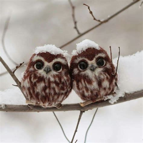 Baby Owlets Huddle For Warmth Cute Baby Owl Baby Owls