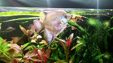 Huge Angelfish In Planted Tank Youtube