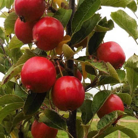 List 102 Pictures Pictures Of Crab Apple Trees Excellent 102023